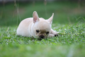 french bulldog puppy on grass