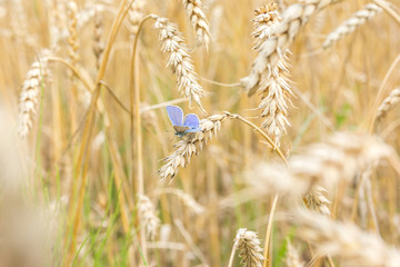 blue butterfly sitting and resting on a golden cob