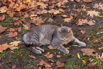 Cat on fallen autumn leaves in the park