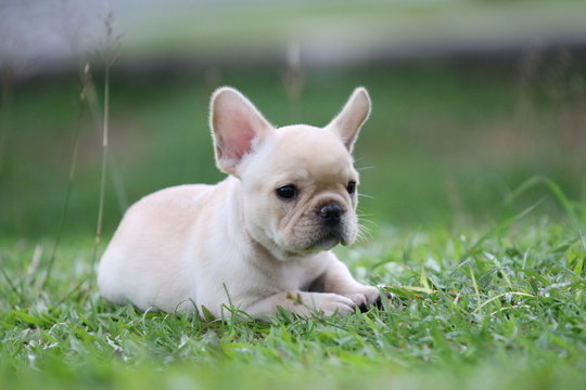 french bulldog puppy on grass