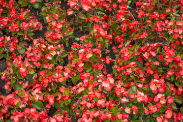 Naklejka premium background of red begonia flowers on the flower bed