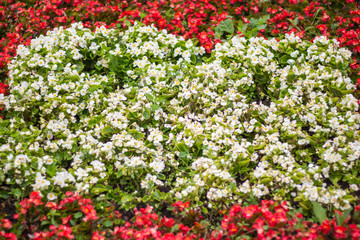 background of white flowers begonias on the flower bed