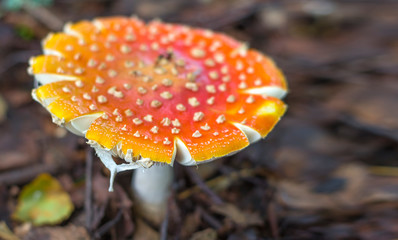 red mushroom fly agaric in the autumn forest