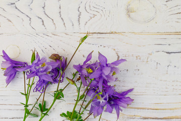 Blue columbine flowers on a white wooden background. Top view, copy space