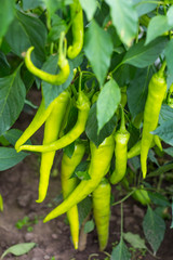 a lot of Hungarian sweet pepper on a branch in the home garden