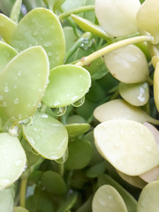 Rain drops on a leaf background, Green Leaf Background