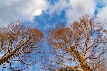 Branch and winter sky in Japan.
