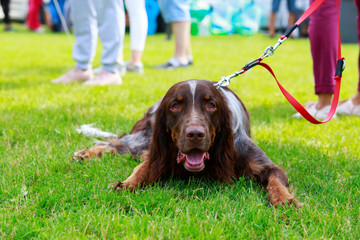 Dog breed English setter