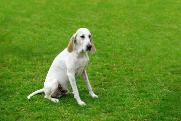Dog breed Billy