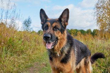Dog German Shepherd outdoors in an autumn day