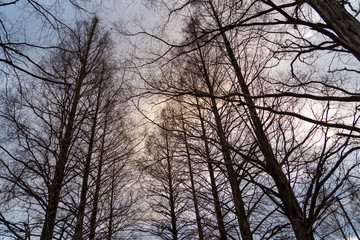 Fototapeta na wymiar Branch and winter sky in Japan.