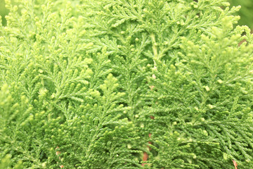 Green leaf for background, A green plant in the garden