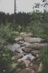 Fototapeta premium stream in forest