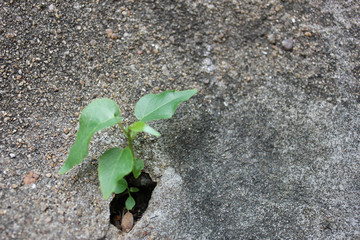The tree grows from cement, A flower grows on a stone wall