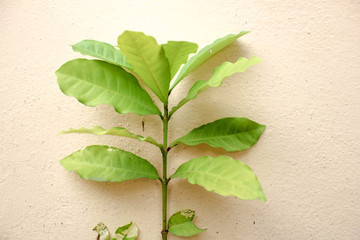 Green leaves on concrete wall, Green plant with brick wall background.