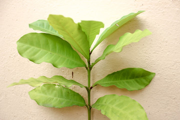 Green leaves on concrete wall, Green plant with brick wall background.