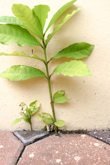 Green leaves on concrete wall, Green plant with brick wall background.