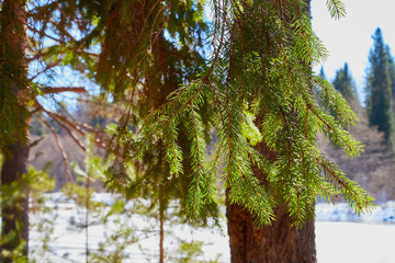 Green branch with needles in pine forest in the beginning of spring under the snow. Winter landscape with trunk of pine trees i