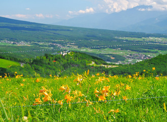 電気柵で守られる黄色い花畑【霧ヶ峰のゼンテイカ(ニッコウキスゲ)】