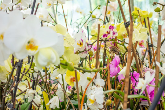 orchid flowers