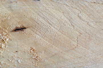 Natural wood texture closeup. Tree cut background. Wood working, timber processing.