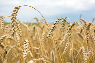 golden ears of wheat in field