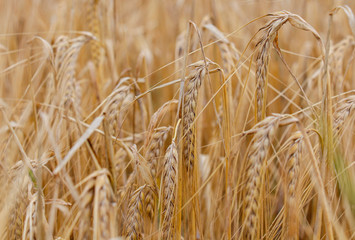 Wheat field. Ears of golden wheat close-up. Beautiful nature Rural landscape under the shining sunlight. Background of ripening wheat field ears. The concept of a rich harvest.