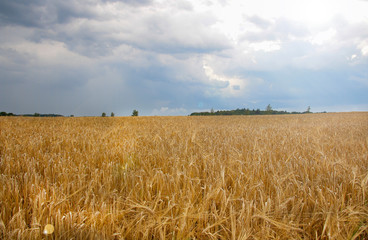 Wheat field. Ears of golden wheat close-up. Beautiful nature Rural landscape under the shining sunlight. Background of ripening wheat field ears. The concept of a rich harvest.