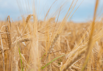 Wheat field. Ears of golden wheat close-up. Beautiful nature Rural landscape under the shining sunlight. Background of ripening wheat field ears. The concept of a rich harvest.