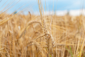 Wheat field. Ears of golden wheat close-up. Beautiful nature Rural landscape under the shining sunlight. Background of ripening wheat field ears. The concept of a rich harvest.