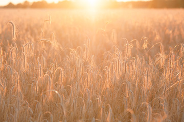 Field ripening wheat at sunset. Agriculture and harvest