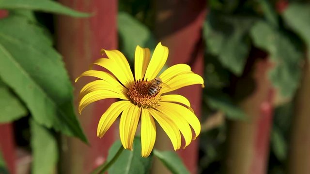 bee collects nectar from a yellow flower closeup