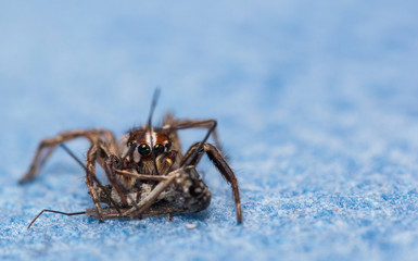 Jumping spider eating mosquitoes