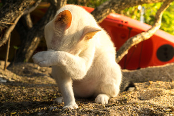 A very shy cat at Koh Tao Island, Thailand