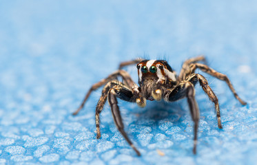 Jumping spider eating mosquitoes