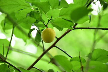 黄色くなった梅の実