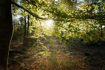 Beautiful and colorful Forest