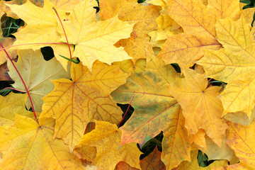 Naklejka na ściany i meble Autumn yellow maple leaves on grass close up