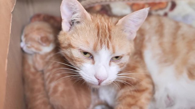 Yellow mother cat staring at camera while feeding her baby cat, 4k footage, slow motion.