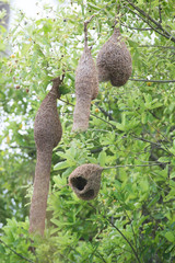  Bird's nest squirrel on a tree