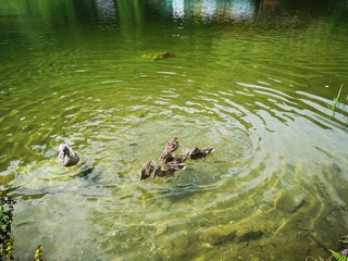 Enten auf See