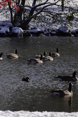 Family of Geese Hanging out in the cold