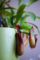 Nepenthes
