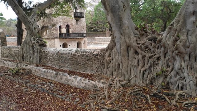 Flying past overgrown walls and beautiful old trees at Fasilides bath complex in Gondar, Ethiopia