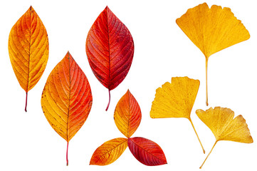 Various autumn colourful leaves isolated on white background - Sakura, yellow Gingko