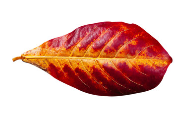 Red yellow Autumn colourful leaves isolated on white background - Bengal Almond leaf