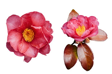 Pink Japanese Camellia flower with red leaves in autumn season dicut isolated on white background