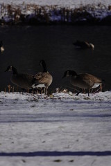Family of Geese Hanging out in the cold