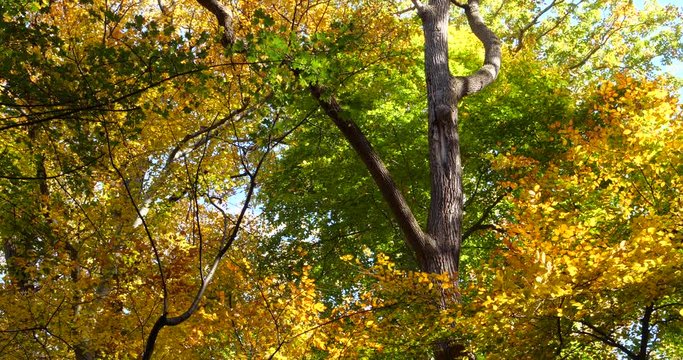 Trees along the Wissahickon Creek in Autumn