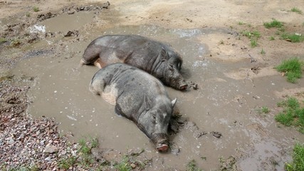 Pigs sleep in mud on hot days.